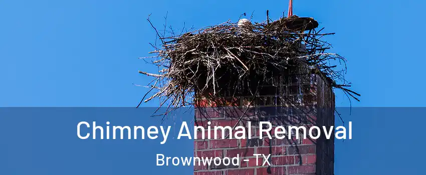  Chimney Animal Removal Brownwood - TX