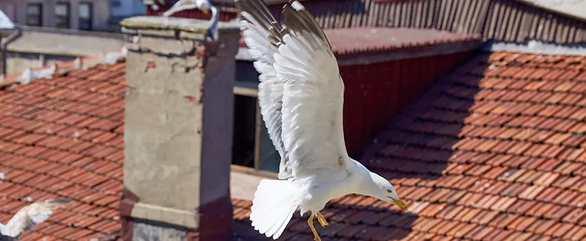 Residential Chimney Animal Removal Solution in Brownwood, TX